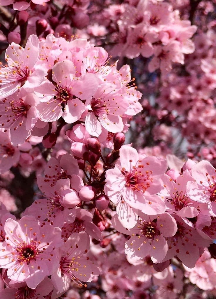 Sakura Kiss - Acondicionador Flor de Cerezo